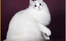 布偶猫价格_布偶猫纯种多少钱_布偶猫为什么这么贵？