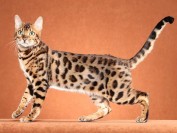 孟加拉豹猫能长多大？谈孟加拉豹猫寿命多长