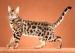 孟加拉豹猫能长多大？谈孟加拉豹猫寿命多长