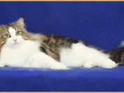 挪威森林猫需要遛吗?谈猫需要遛么