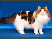 挪威森林猫怎么养?谈挪威森林猫吃什么猫粮