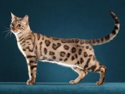 孟加拉豹猫花纹种类，谈孟加拉豹猫斑点纹