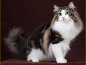 挪威森林猫多少钱一只,谈挪威森林猫价格