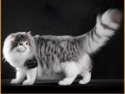 挪威森林猫中国有么?谈挪威森林猫哪里有卖