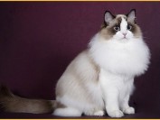 布偶猫什么颜色的最好?布偶猫哪种颜色最贵?