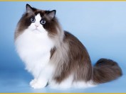 《布偶猫买猫入门必读篇电子书》