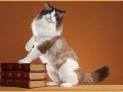 布偶猫太活泼咬人_布偶猫为什么有的性格调皮不温顺?