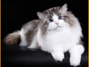 【布偶猫】国内重点色布偶猫稀缺吗?价格多少?