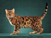 野生豹猫多少钱一只?野生豹猫是保护动物吗?