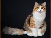 西伯利亚森林猫在哪买?西伯利亚猫价格多少钱?