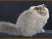 波斯猫的几个养护要点?