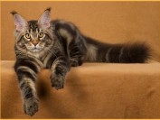 狸花猫VS缅因猫,缅因猫与狸花猫的杂交会怎样?