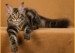 缅因猫知识科普：三个月体长多少？