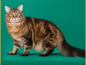 【猫草】缅因猫吃猫草吐毛球的原理是什么?