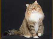 西伯利亚猫多大?谈西伯利亚森林猫能长多大