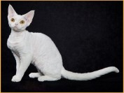 如何看德文卷毛猫的品相?谈德文卷毛猫怎么鉴定