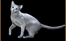 《俄罗斯蓝猫品相详解电子书》