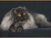 波斯猫流泪不一定是眼部患病