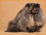 玳瑁猫是什么猫?玳瑁猫价格多少?