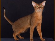 权志龙的猫为什么叫iye Gd的猫iye是什么品种 Cfa猫舍猫咪品种科普 权志龙的猫为什么叫iye Gd的猫iye是什么品种 Cfa猫舍猫咪品种科普