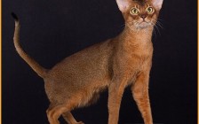 阿比西尼亚猫的形态特征如何？