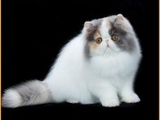 波斯猫怎么样?波斯猫性格特点解析