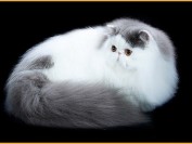 《波斯猫专业喂养方式详解篇》