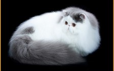 波斯猫图片，波斯猫起源，波斯猫有什么特点