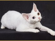 德文卷毛猫容易养吗?谈养德文卷毛猫经历