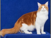 国内缅因猫价格_品相好的缅因猫一只多少钱_缅因猫好卖吗?
