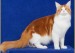 缅因猫体型正常长多大？