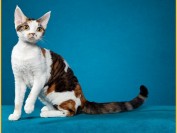 德文卷毛猫好养吗?谈德文卷毛猫怎么养