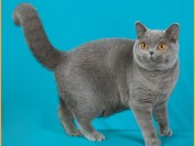 英短要多久认主人?谈英短蓝猫认主人的表示