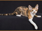 《德文卷毛猫专业喂养方式详解篇》