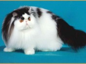 短毛波斯猫多少钱?短毛波斯猫价格