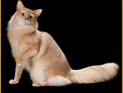 索马里猫的性格特点