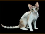 德文卷毛猫掉毛吗?谈德文卷毛猫掉毛程度