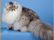 【波斯猫】波斯猫和英短蓝猫交配的话会怎样？