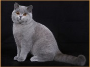 《英国短毛猫常见疾病及应对措施详解篇》