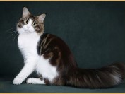 缅因猫能长多少斤_缅因猫有多长_不纯种的缅因猫会变得很大吗