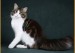 缅因猫三个月的体长大概65~70厘米，重达4斤
