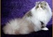 波斯猫和加菲猫有什么区别？波斯猫和加菲猫的区别介绍