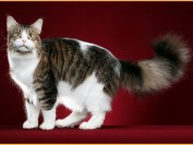 缅因猫几个月性成熟?一窝能生几只?多久发一次情?