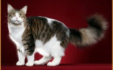 布偶猫跟缅因猫哪个好养一些？缅因猫全称是缅因库恩猫，白色有80%是聋子