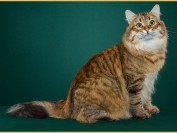 西伯利亚猫怕热吗?谈猫中之狗西伯利亚猫