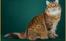 西伯利亚猫多少钱一只？西伯利亚猫图片及品种介绍