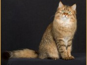 西伯利亚森林猫掉毛吗?谈西伯利亚森林猫的低过敏性