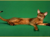 阿比西尼亚猫多少钱一只?谈阿比西尼亚猫价格