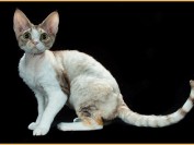 德文猫的秃毛期,谈德文卷毛猫的尴尬期