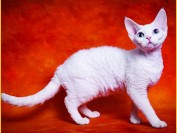 德文卷毛猫在哪里买?谈如何挑选国内德文猫舍